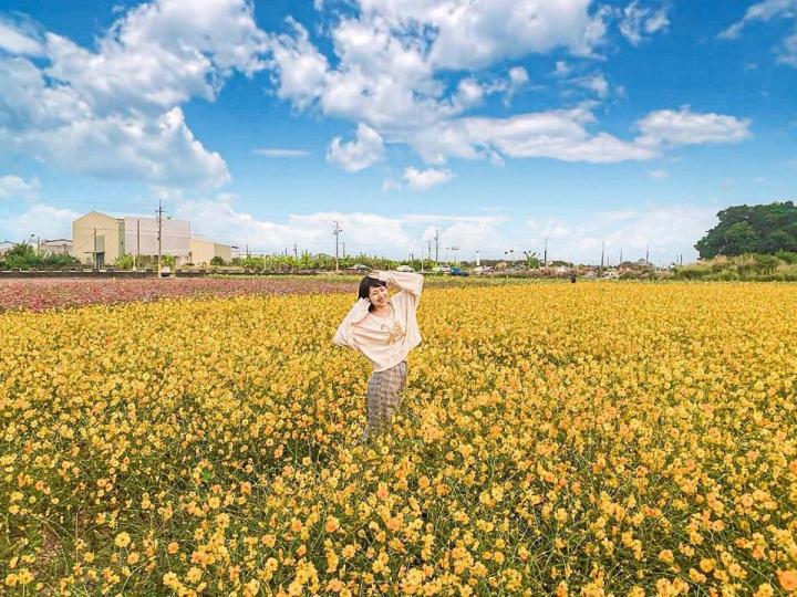台灣賞花秘境
✨✨33公頃「金黃波斯菊花海」...