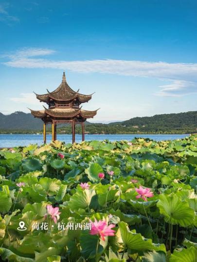 中国人心中的国花：荷花...