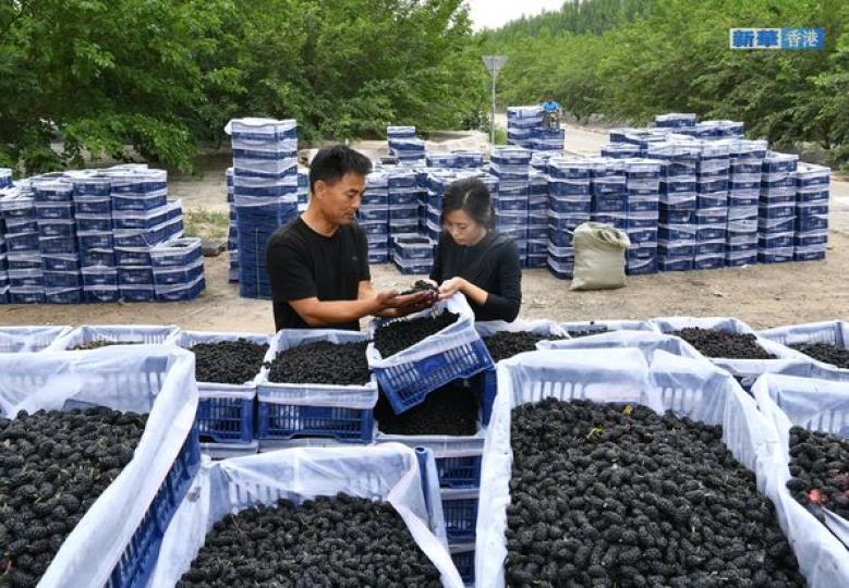 河北泊頭：桑葚迎來豐收季......