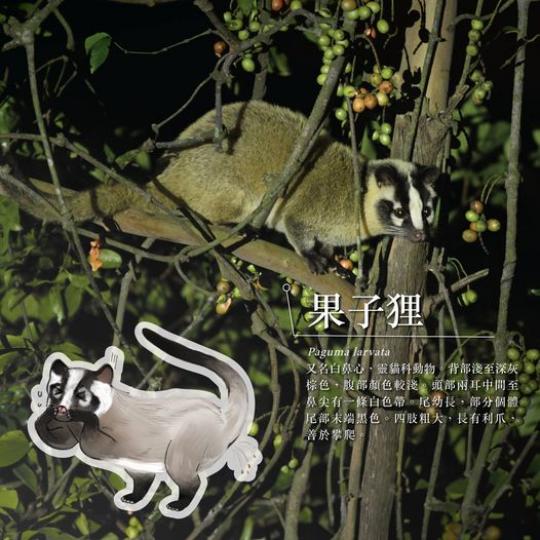攀爬高手－果子狸........
