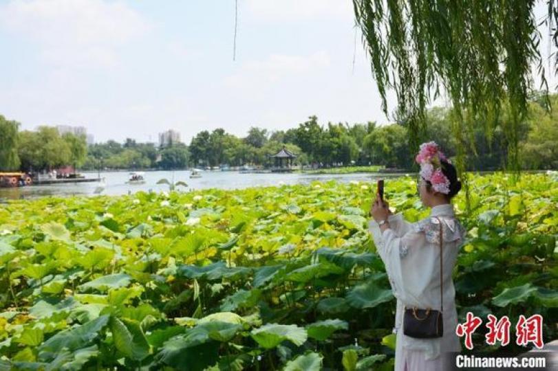 山東濟南：荷花盛開引遊人.....