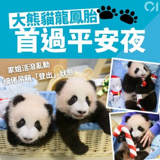 好可愛啊兩位熊貓BB...
