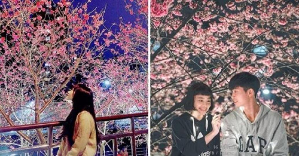 花季現在已經開始囉！夜晚賞櫻花更有種浪漫風情呢...