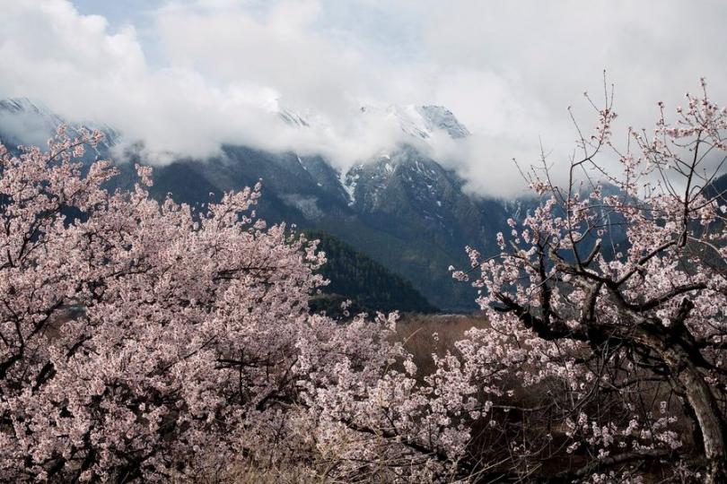 【西藏林芝桃花】
西藏林芝的桃花聞名遐邇，每年都有數不清的遊客慕名而來。
李永傑／攝...