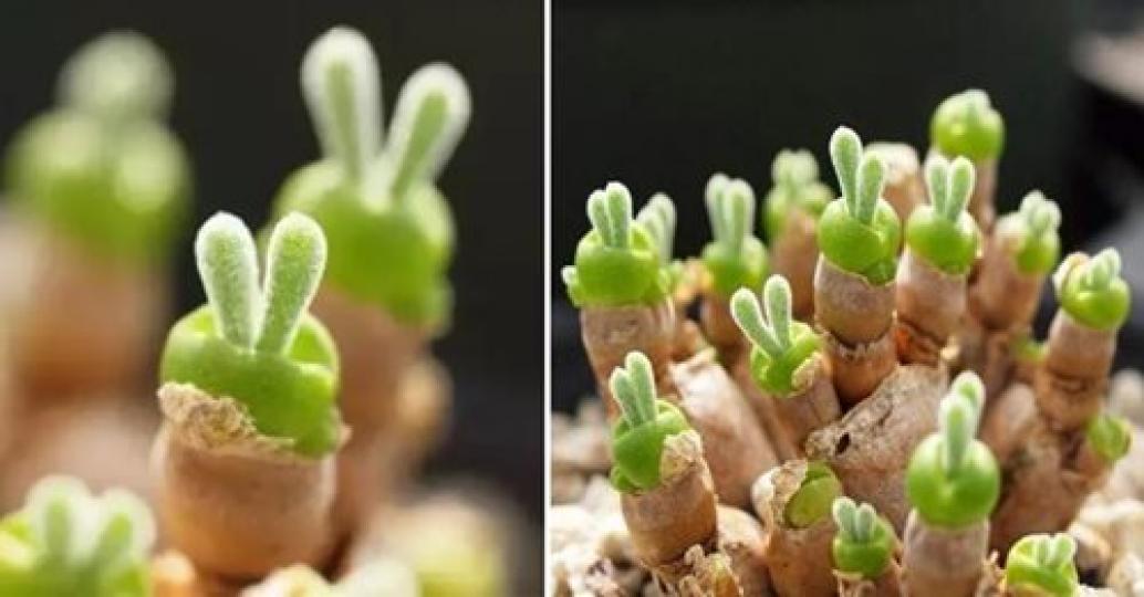 世界上怎麼會有這麼Q的植物...