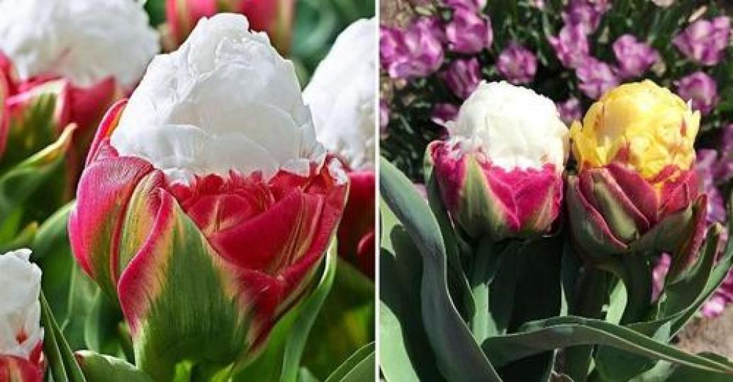 第一次看到像冰淇淋的花朵...