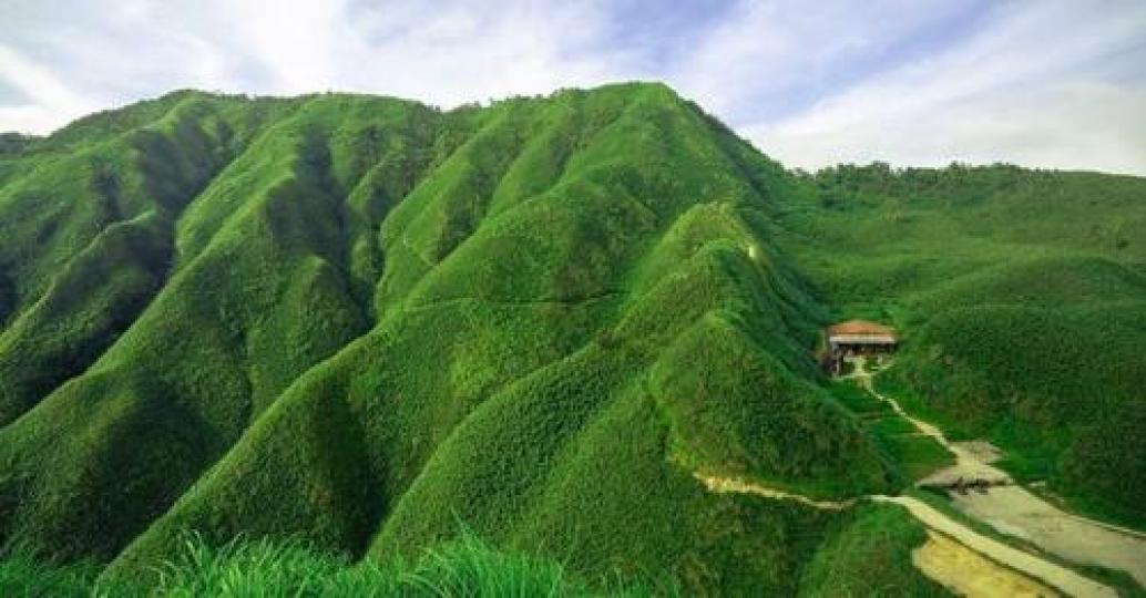 綿延的抹茶山超像整條蛋糕捲...