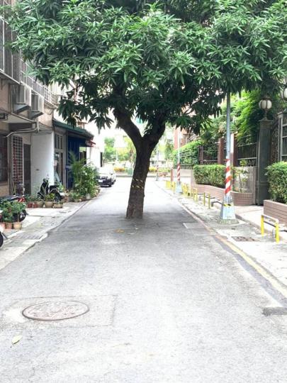 大樹擋路中央20年.......