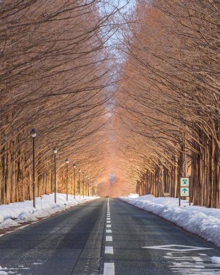 滋賀縣高島市隱藏的紅葉景點「水杉林蔭大道」...