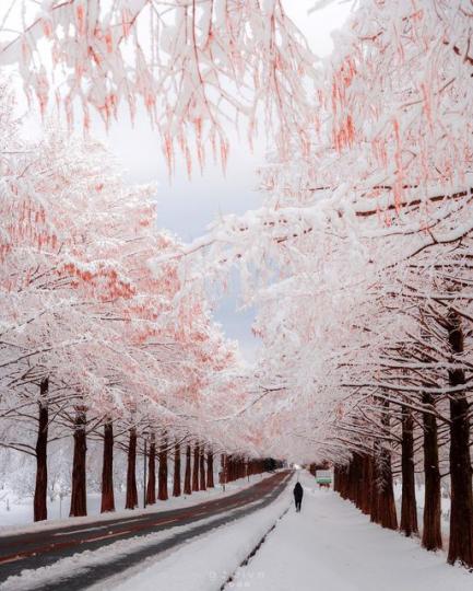 日本滋賀縣的「粉白冬日行道樹」美景...
