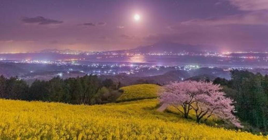 油菜花和櫻花的季節剛好重疊...