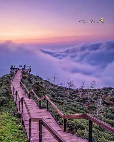 走上絕美茶園觀景步道，欣賞360度的雲霧療癒景色...