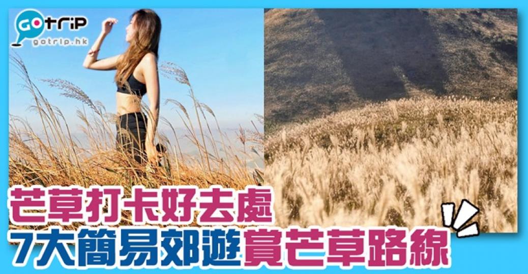 秋天芒草季到了.......