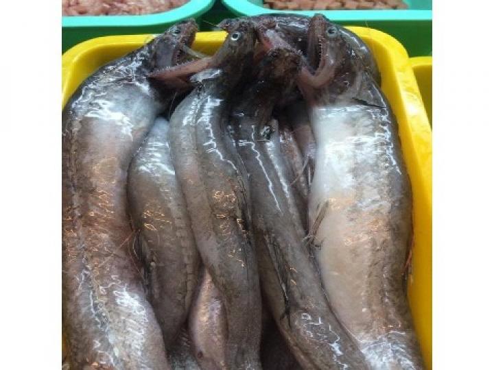 內行都說「就叫那個魚」讓很多人滿頭問號...