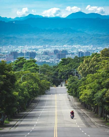 台灣欒樹開滿兩旁道路...
