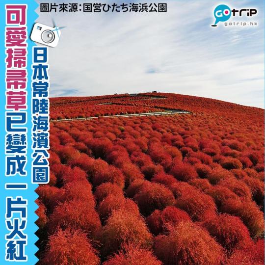 今年的日本常陸海濱公園的「波波草」(掃帚草),終於變成一片火紅,超可愛!日本5大賞掃帚草景點: https://www.gotrip.hk/197767... 今年的日本常陸海濱公園的「波波草」(掃帚草),終於變成一片火紅,超可愛!日本5大賞掃帚草景點: https://www.gotrip.hk/197767...