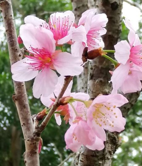 富士櫻和郁李花的照片.......