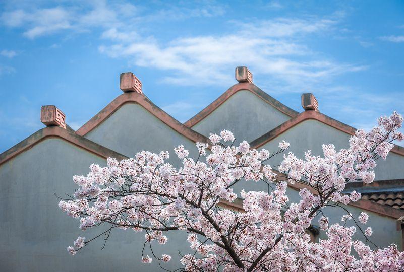 每年的3月底、4月初是櫻花綻放期...