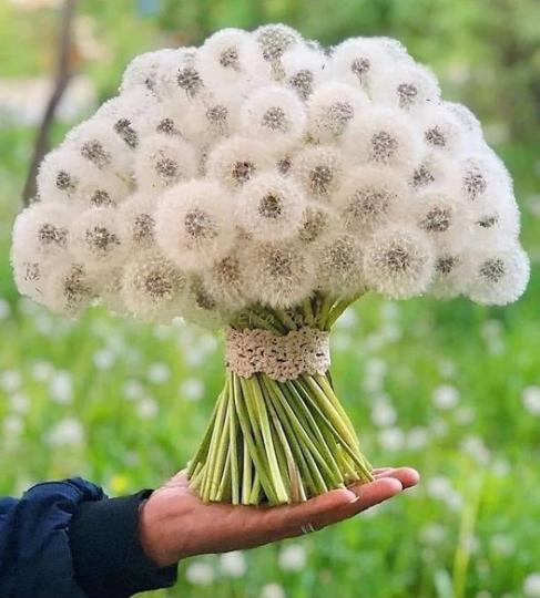 美麗的蒲公英花束......