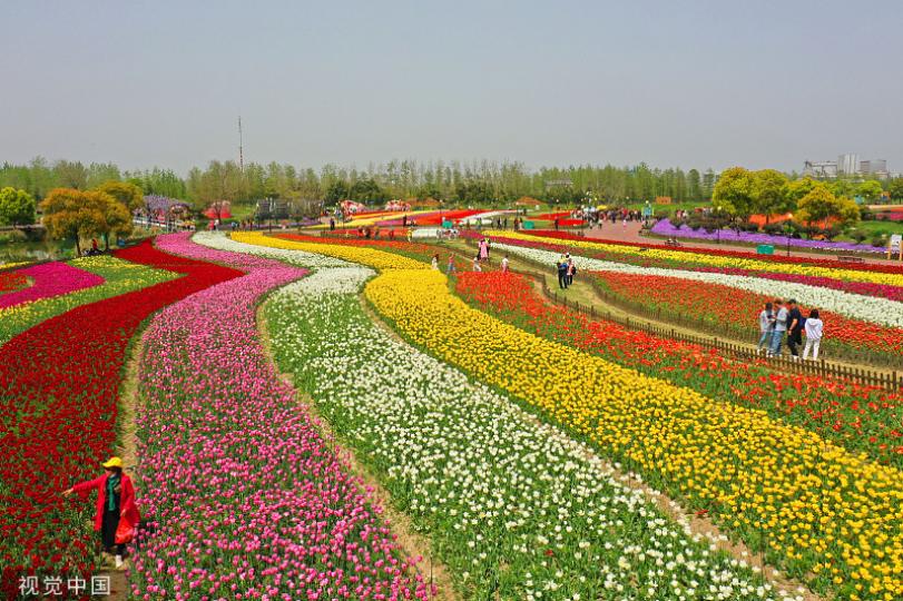 Visit the breathtaking 
🌷🌷tulip fields...
