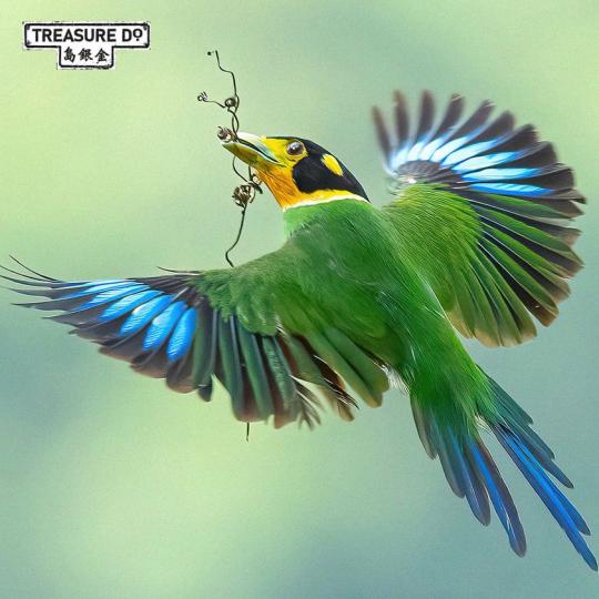 長尾寬嘴鳥Long-tailed Broadbill是一種生活在東南亞的罕見鳥類...