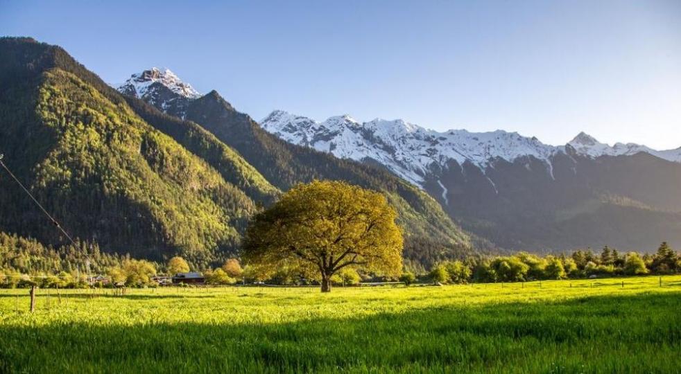 西藏林芝：村莊樹木茂密 遠處雪山巍峨...