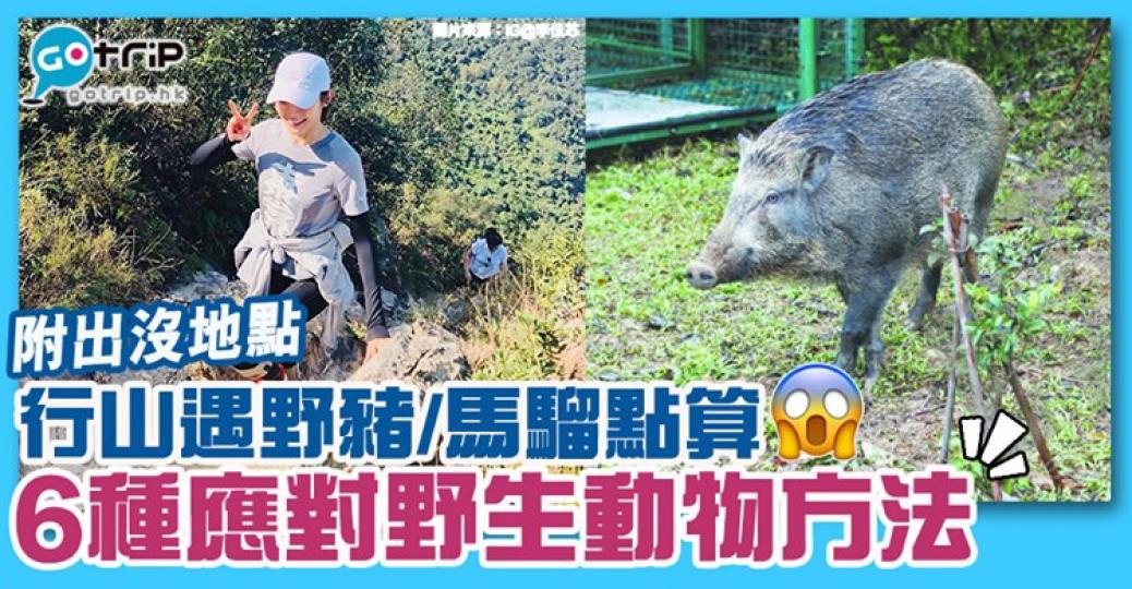 行山時遇到野生動物，可以參考下呢啲方法：https://www.gotrip.hk/324030/...