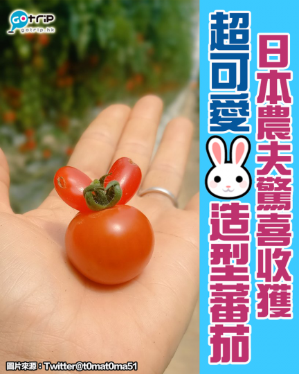 兔兔蕃茄好QQ啊.......