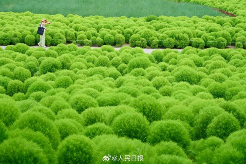 北京奧森限定版綠野仙蹤 ......