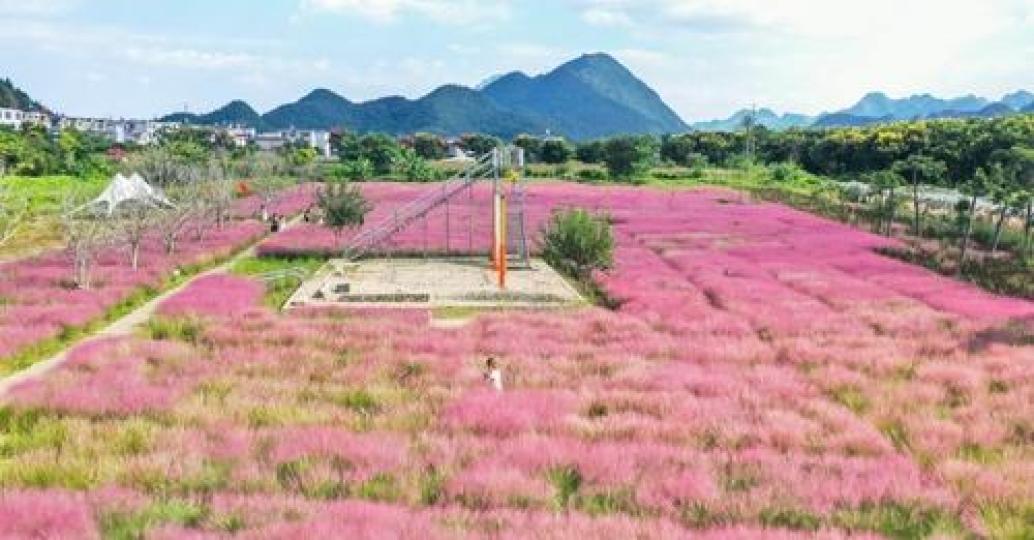 A field in Wanfenglin Street in Xingyi, #Guizhou province is now adorned with blooms of the pink muh...
