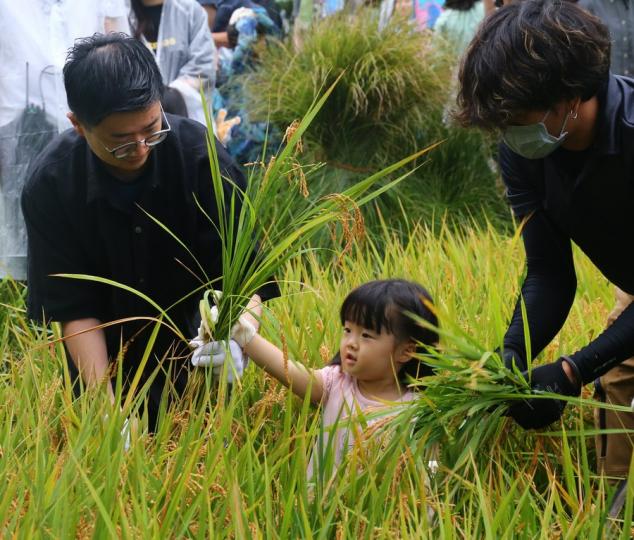 City dwellers experience rice harvest at Tokyo's rooftop garden...