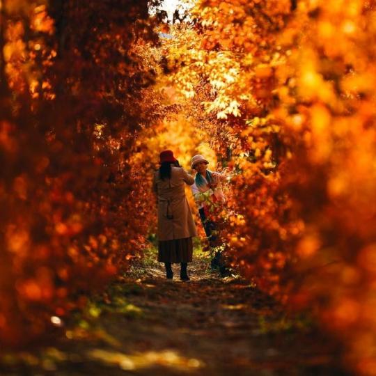 Photos show autumn scenery at a park in Changchun...