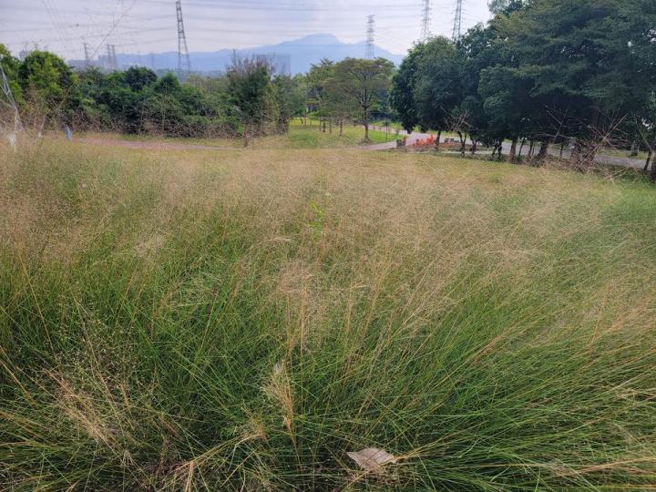 深圳石岩陌上花公園，浪漫粉黛亂子草...