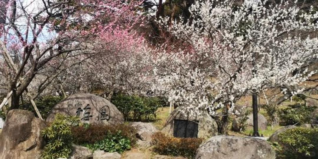 雙花齊賞 雙花齊賞........