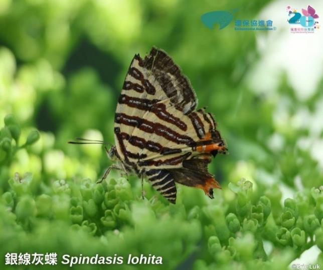 鳳園7月份蝴蝶紀錄 ......