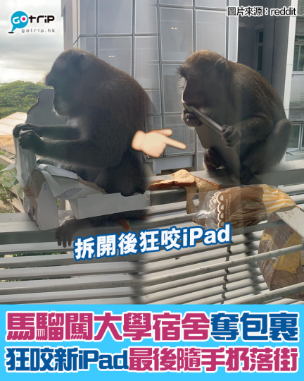 新加坡一名大學學生在Reddit發文指，有猴子衝入大學宿舍，更搶去其包裹。猴子在窗外拆開包裹後狂咬新iPad，最後發現iPad唔食得，就隨手從3樓扔下去...