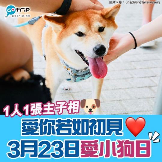 毛小孩的世界裏主人就是唯一的最愛...