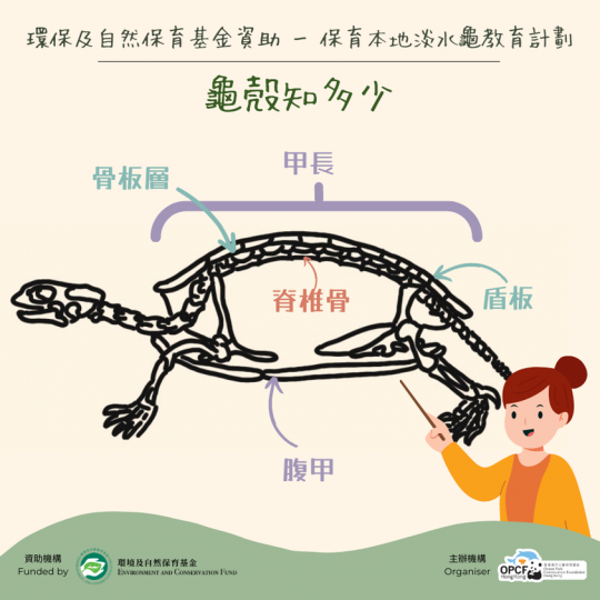 環境及自然保育基金資助 - 保育本地淡水龜教育計劃...