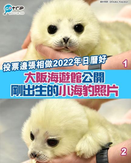 日前大阪海遊館公開新成員，是今年4月1日出生的小海豹...