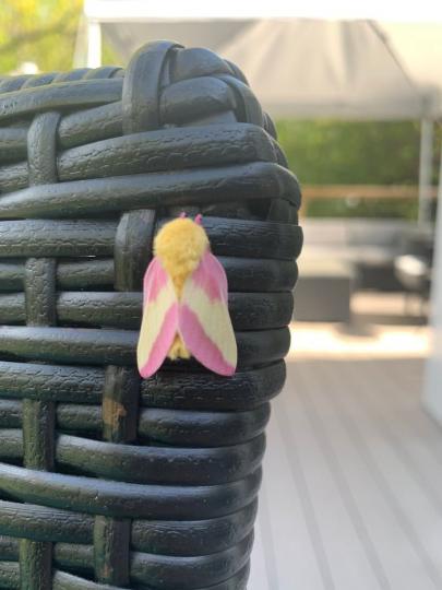 本來以為是花瓣，近看才發現是一隻馬卡龍配色的「玫瑰楓葉蛾...