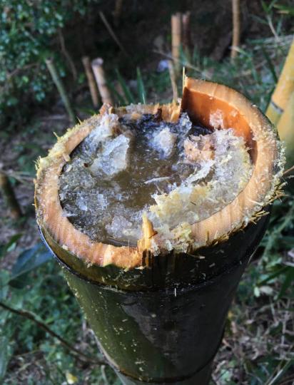 砍斷後院竹子聞到香醇酒味...