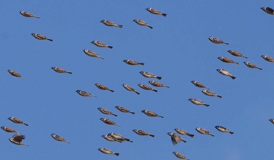 日本鳥類攝影師捕捉到「麻雀變身飛天魚群」...