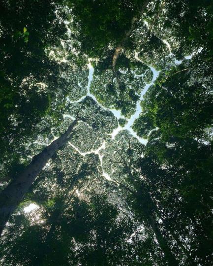 超奇妙的樹冠羞避（Crown Shyness）...