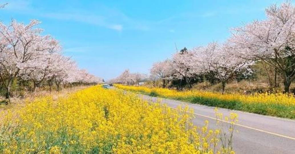 油菜花和櫻花紛紛飄在空中的畫面太浪漫...