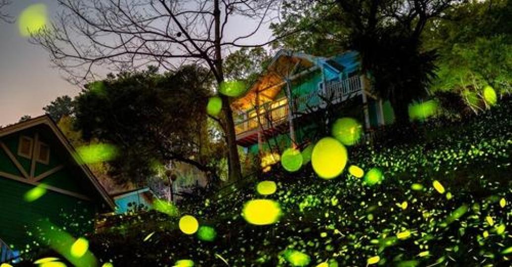 又到了賞螢的季節～黑夜中閃閃發亮的景色超浪漫...