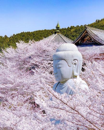 奈良壺阪寺的大佛被粉粉櫻花包圍...
