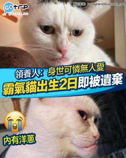厭世樣嘅貓貓都有可愛嘅一面...