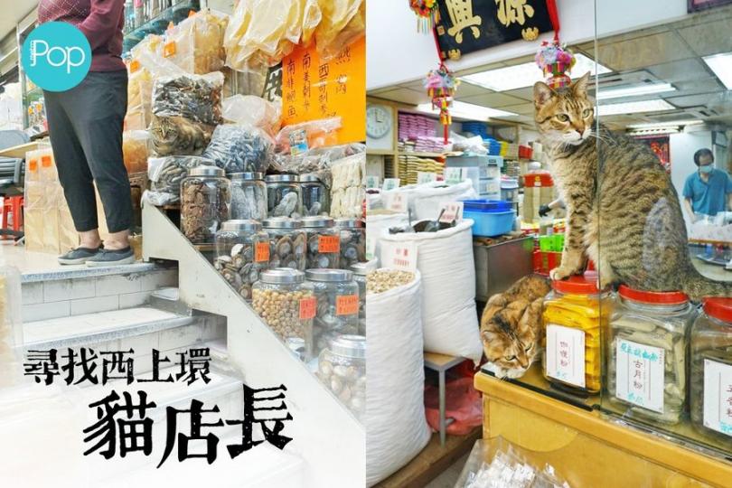 一起尋找西上環的貓店長...