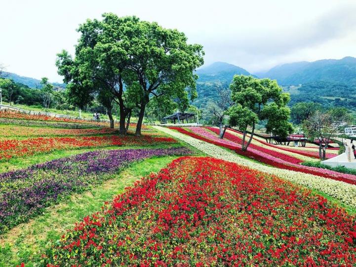 台版富良野！絕佳賞花景點...