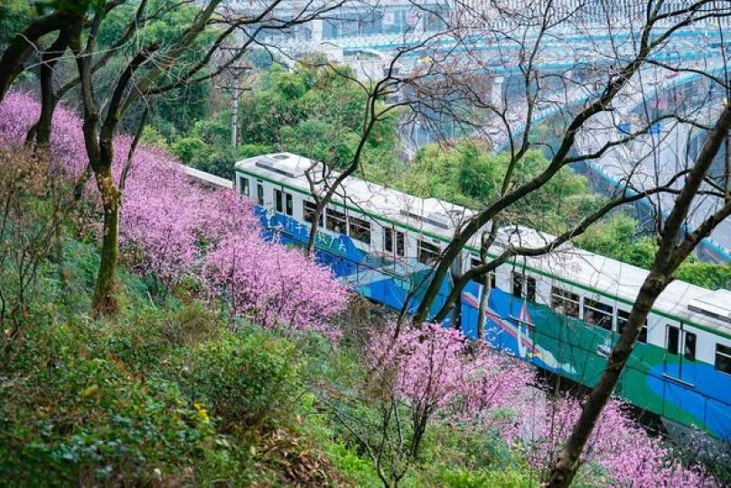 重慶：美人梅迎春綻放 列車花海間穿行...